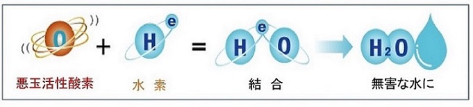 水素&青パパイヤ酵素の説明画像